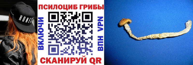 мега   Данков  Псилоцибиновые грибы Psilocybine cubensis  цены наркотик 